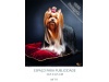 Calendrios de Parede 2021 srie 25 ANIMAIS