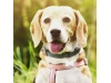 LUZ PARA ANIMAIS MASCOT