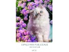 Calendrios de Parede 2021 srie 25 ANIMAIS