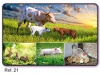Calendrio de Bolso 2021 Animais