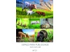 Calendrios de Parede 2021 srie 25 ANIMAIS