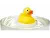 Pato de borracha