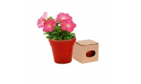 Vaso Biodegradvel + Sementes de Flores Petnia ADVERT