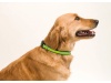Coleira reflectora para animais de estimao COLLAR MUTTLEY